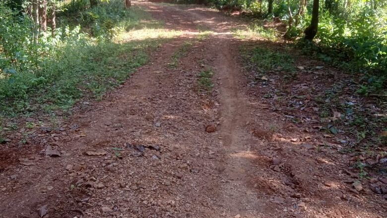 कटघोरा वनमंडल अंतर्गत परिक्षेत्र अधिकारी मृत्युंजय शर्मा निलंबित
