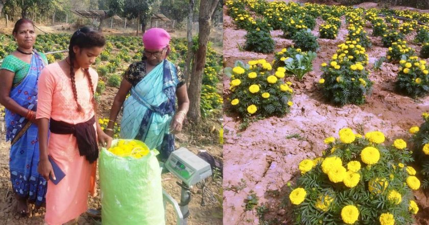 फूलों की खेती से महका महिलाओं का जीवन, गेंदा फूल उत्पादन से तुड़गे गौठान की महिलाओं के जीवन में आई खुशहाली