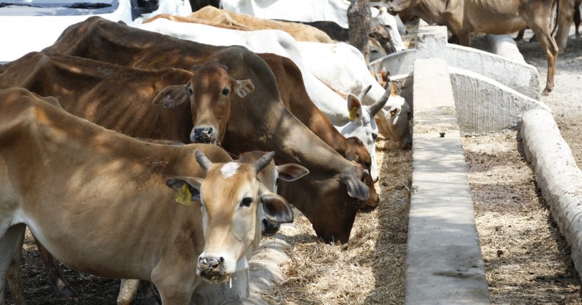 रायगढ़: गौठानो से गांव-गांव में पशुधन के लिए सुरक्षित हो गई जमीन गोधन न्याय योजना: गोबर बेच पशुपालकों को मिले 12.76 करोड़