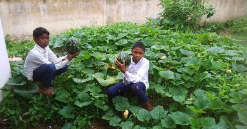 सरकारी स्कूलों में बस्ताविहीन दिवस में बच्चे सीख रहे बागवानी के हुनर