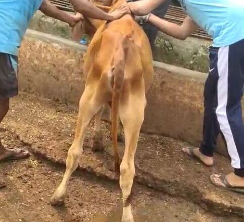 गौवंशियों को लंपी वायरस से बचाने नगर निगम ने शुरू किया अभियान, गोकुल नगर गौठान के पशुओं की हुई स्वास्थ्य जांच, 192 गौवंशियों को लगे टीके