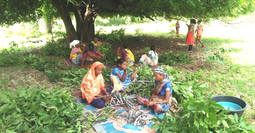 छत्तीसगढ़ में देश के तीन चौथाई लघु वनोपजों का संग्रहण, वर्तमान में 67 लघु वनोपजों की समर्थन मूल्य पर हो रही खरीदी