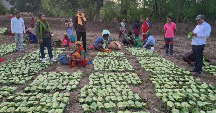 प्रतिकूल मौसम में भी तेन्दूपत्ता संग्रहण में उत्साह लगभग 11 करोड़ का तेंदूपत्ता संग्रहित हो चुका