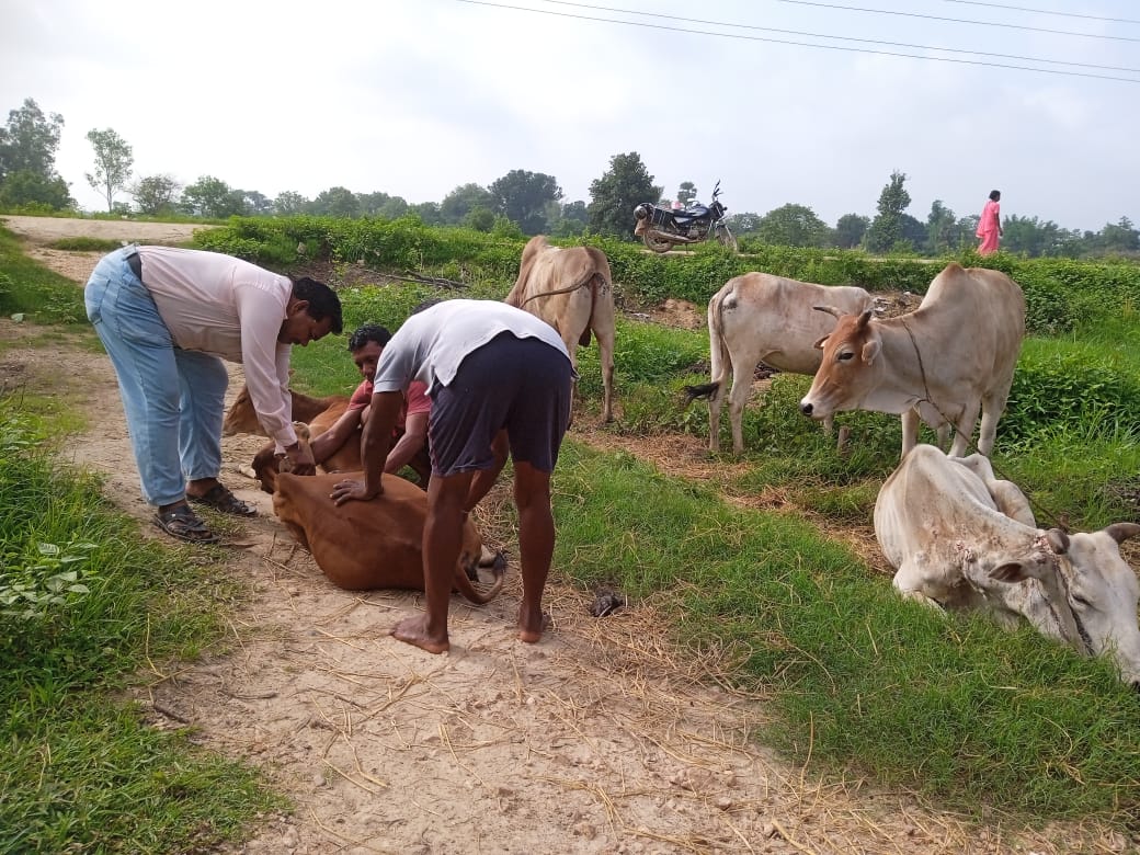 जिले में गलघोंटू एवं एकटंगिया रोग प्रतिबंधात्मक सघन टीकाकरण अभियान 31 जुलाई तक