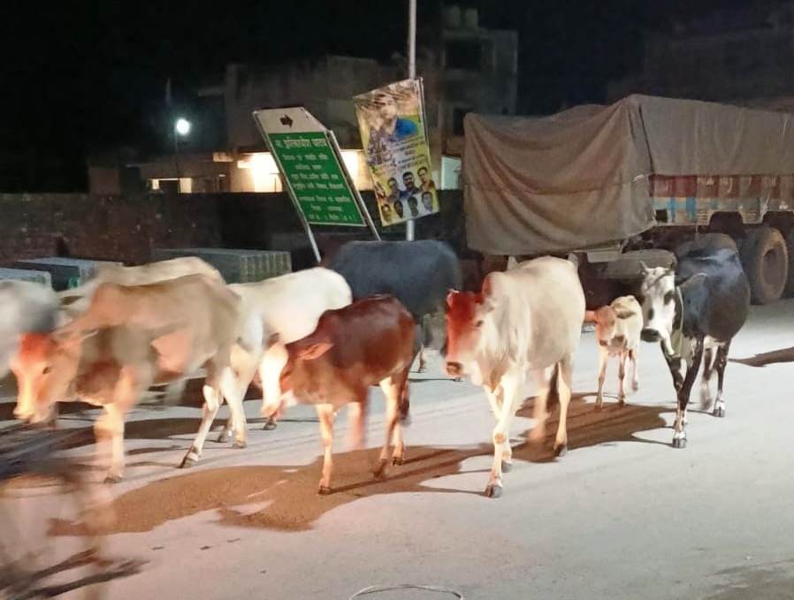 पशुओं को मुख्य मार्ग से हटाने की जा रही है कार्रवाई