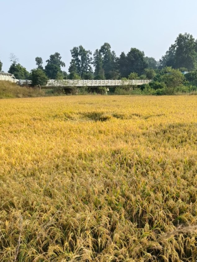 उपार्जन केंद्रों में अवैध धान के आवक पर रोक लगाने प्रशासन गंभीरता से कर रहा कार्य