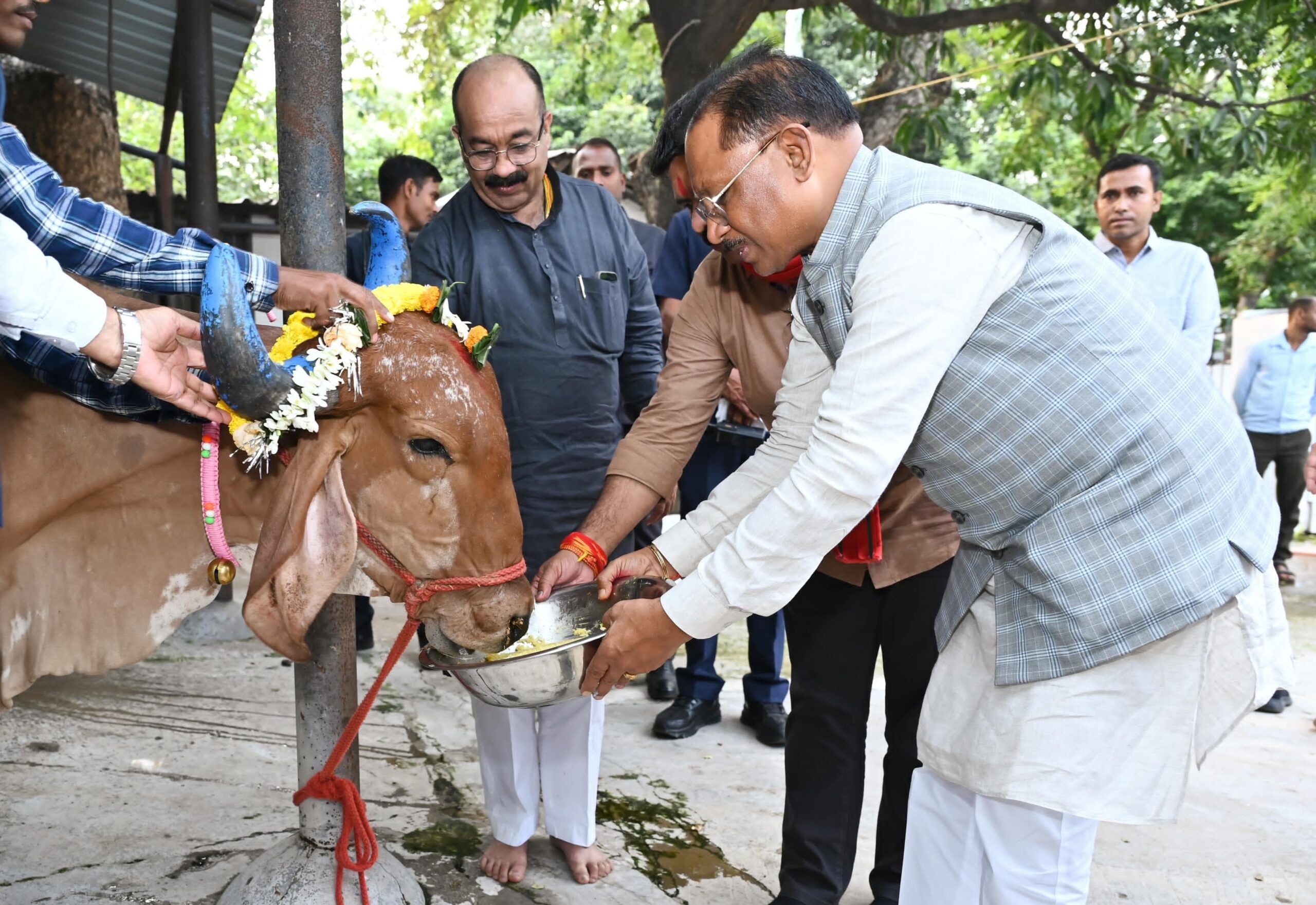 मुख्यमंत्री  विष्णु देव साय ने गोवर्धन पूजा के अवसर पर की गौ वंश की पूजा-अर्चना