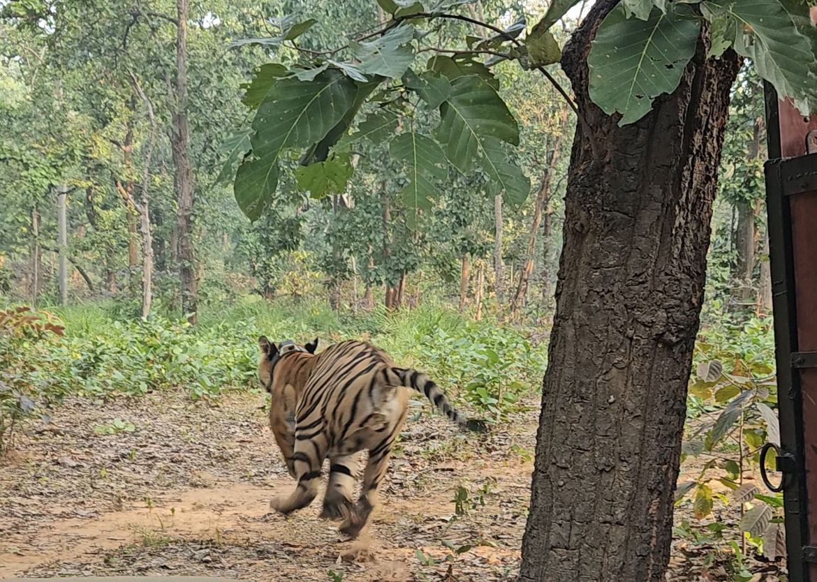 तमोर पिंगला टायगर रिजर्व में गूंजेगी रेस्क्यू किए गए बाघ की दहाड़