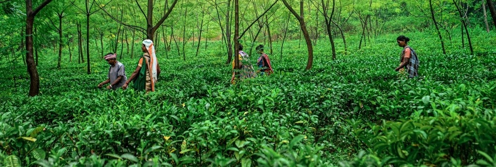 EASEMYTRIP वेबसाइट में शामिल जशपुर पहला जिला   मुख्यमंत्री की पहल से पर्यटन के क्षेत्र में मिला जशपुर को नया आयाम  