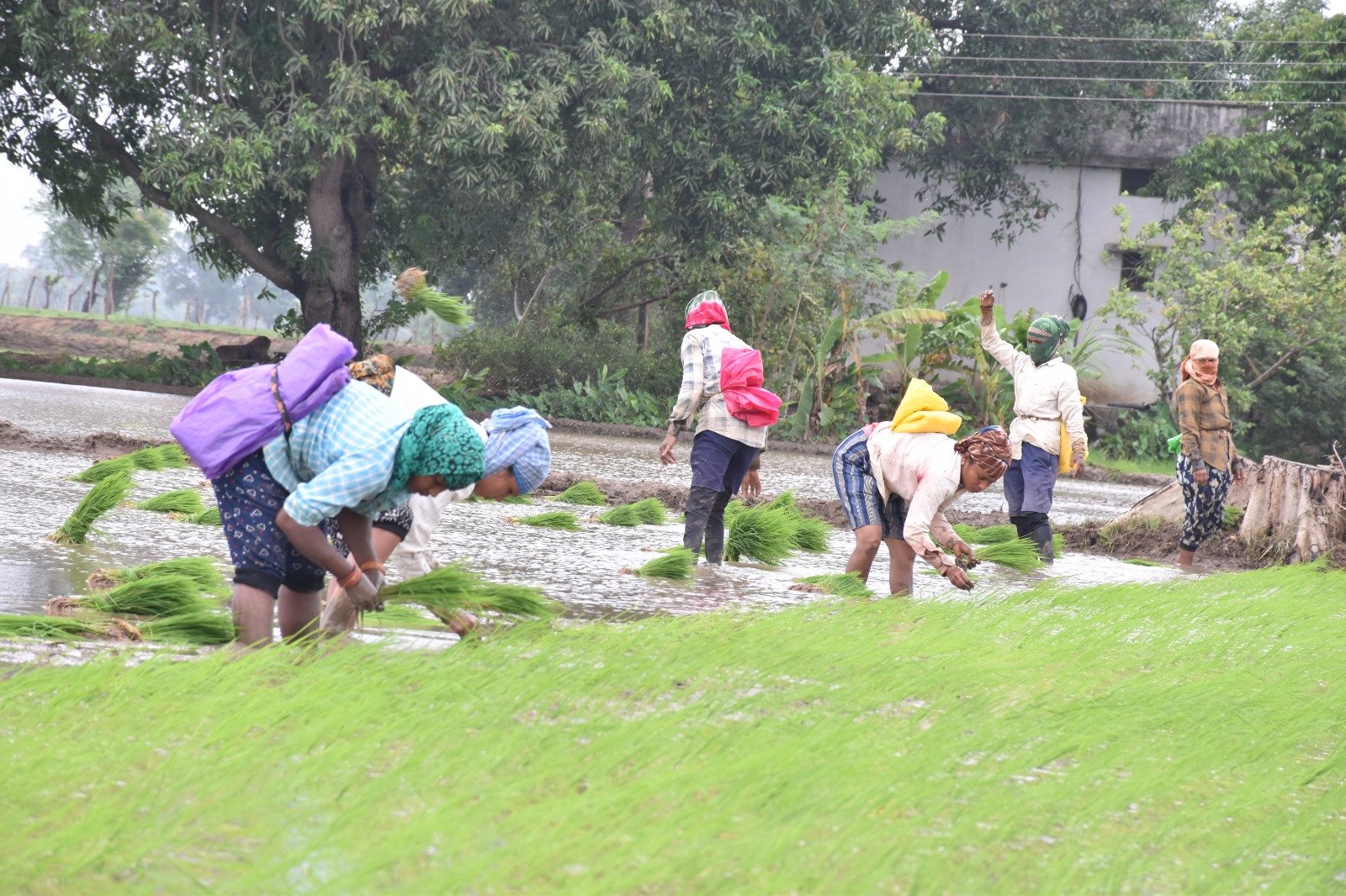 कृषकों में इस वर्ष अच्छी खेती की उम्मीद – उन्नत बीज वितरण हेतु 13047 क्विंटल बीज का किया गया भंडारण