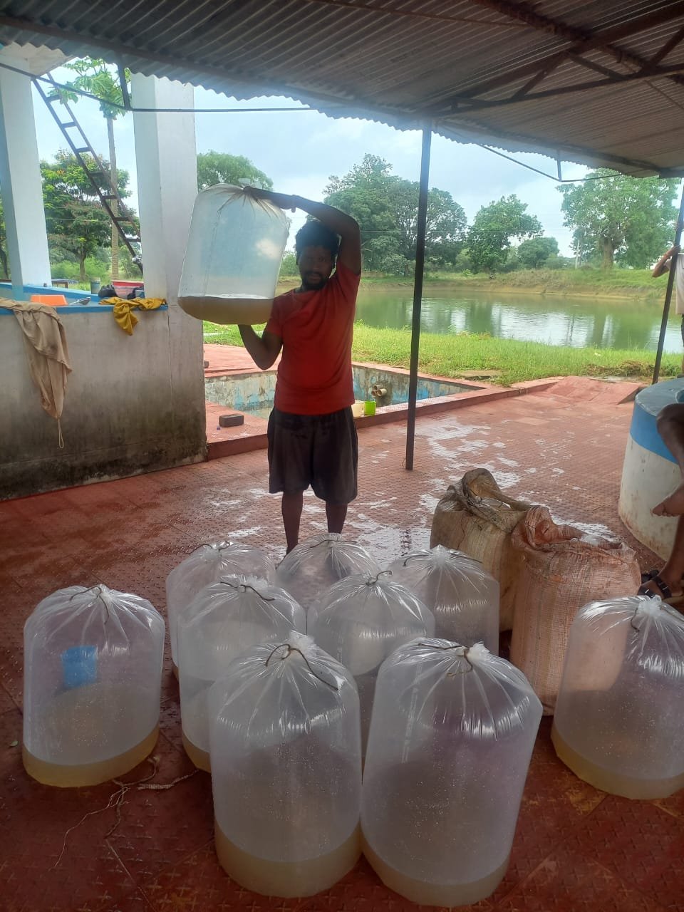 मत्स्य बीज उत्पादन कार्य जिले में शुरू अब तक 659 लाख स्पान कर लिया गया उत्पादन चयनित हितग्राहियों को विभाग द्वारा प्रदाय किया जा रहा निःशुल्क मत्स्य बीज स्पॉन, सरसों खली एवं जाल