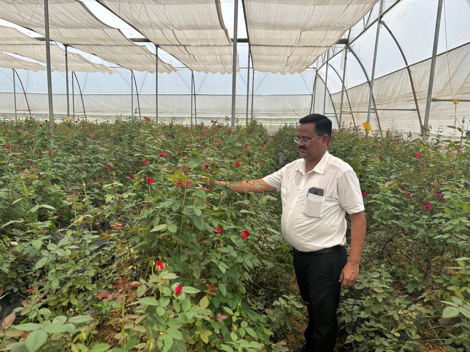 परम्परागत कृषि छोड़ दिनेश ने शुरू की गुलाब की खेती, बम्पर उत्पादन से लाखों में हो रही है कमाई