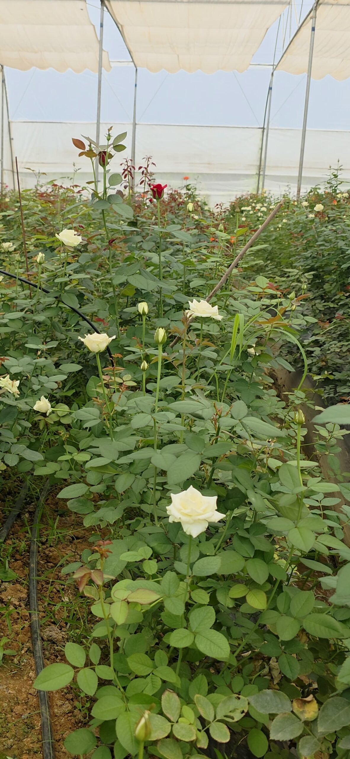 परम्परागत कृषि छोड़ दिनेश ने शुरू की गुलाब की खेती, बम्पर उत्पादन से लाखों में हो रही है कमाई