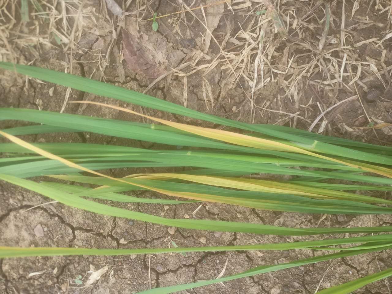 कृषि विज्ञान केन्द्र सुरगी द्वारा किसानों को दी गई समसामयिक सलाह