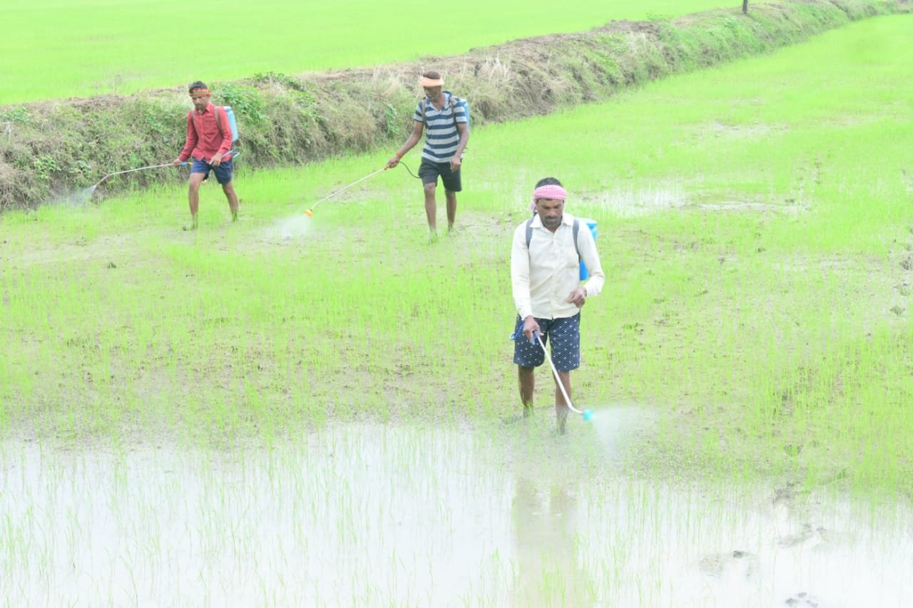 जिले में पर्याप्त मात्रा में खाद-बीज का भंडारण