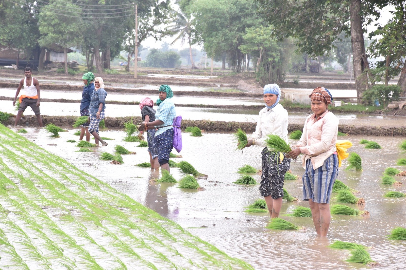 प्रधानमंत्री फसल बीमा योजना – खरीफ वर्ष 2024 में 2733 किसानों को मिला 6.21 करोड़ रूपए का फसल बीमा