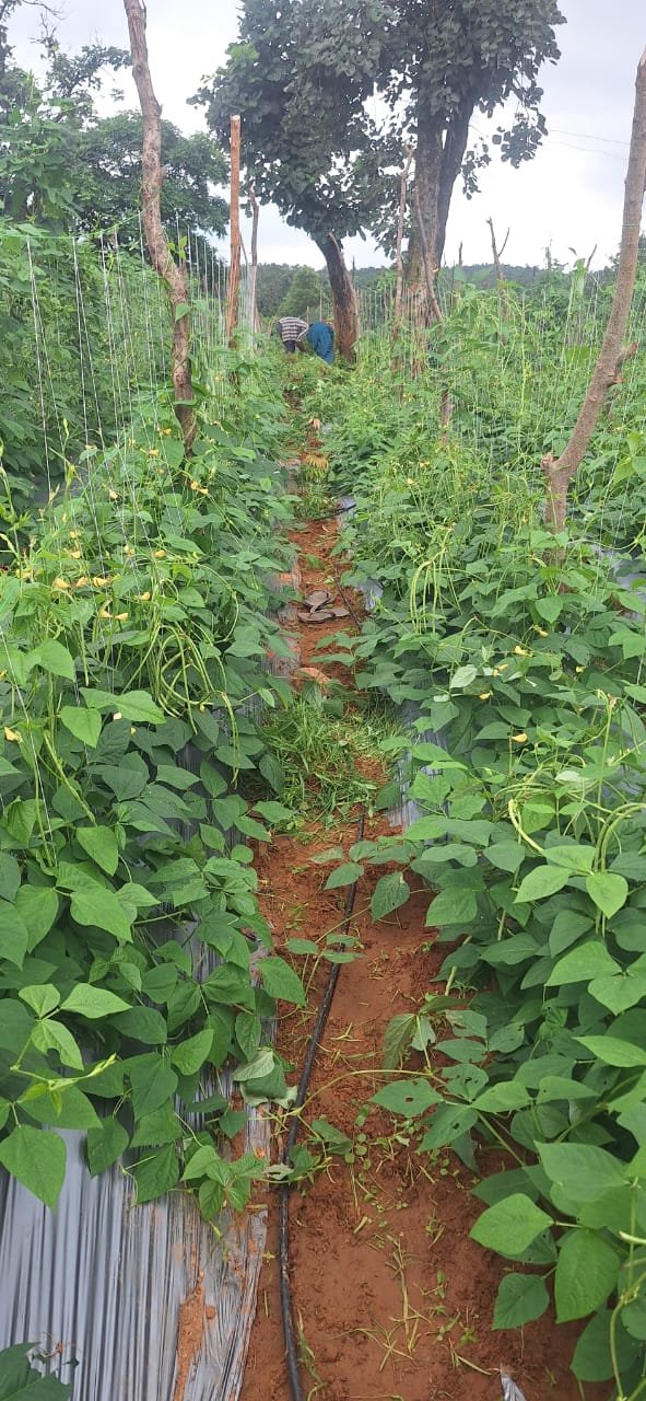 आधुनिक बागवानी व सब्जी उत्पादन से बदल रही है आदिवासी किसानों की तकदीर