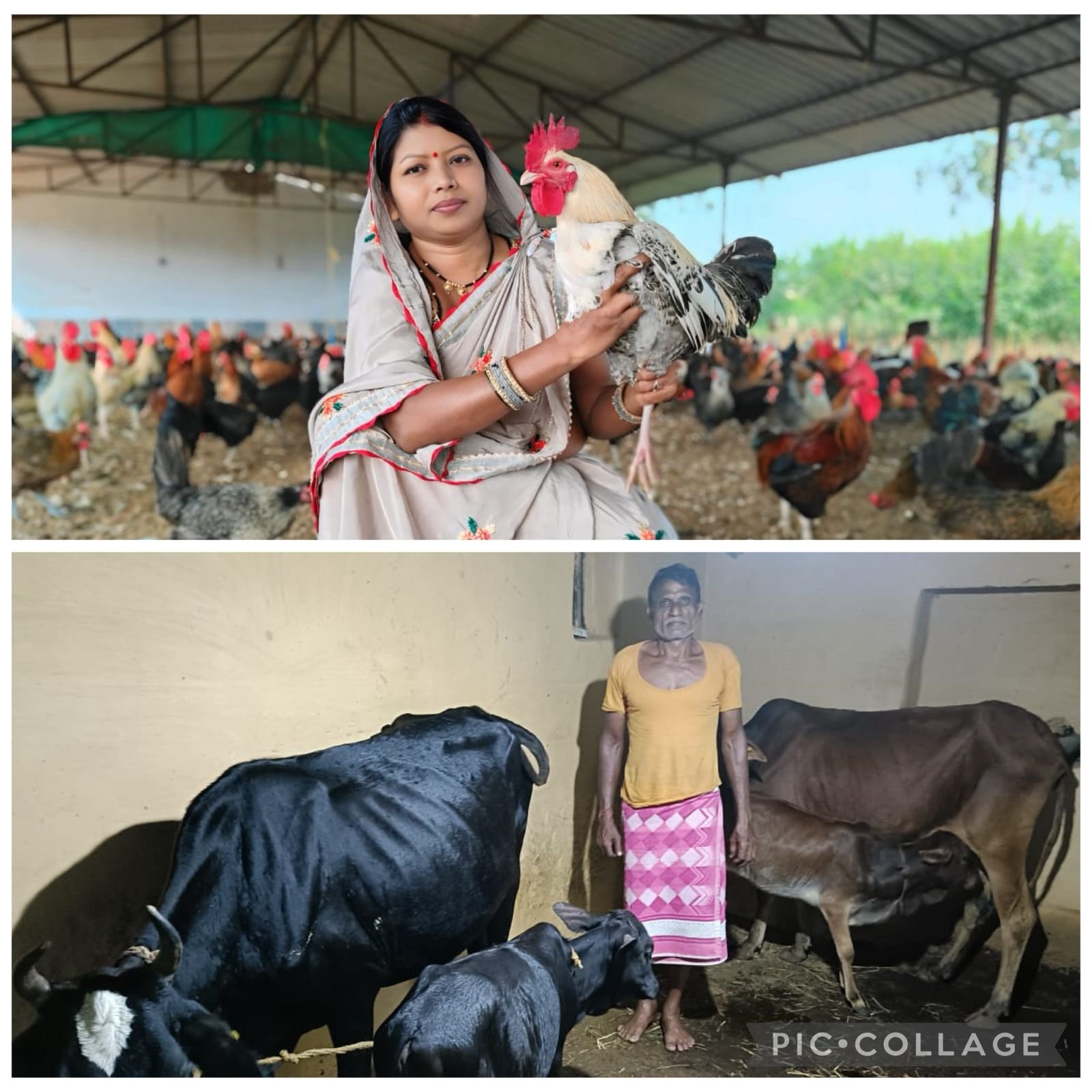 धमतरी का नया मुकाम : पशुपालन से आत्मनिर्भरता और खुशहाली की ओर