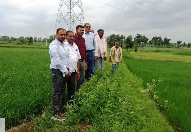 विक्रम टीसीआर : कम अवधि और कम पानी में ज्यादा उपज देने वाली धान की किस्म