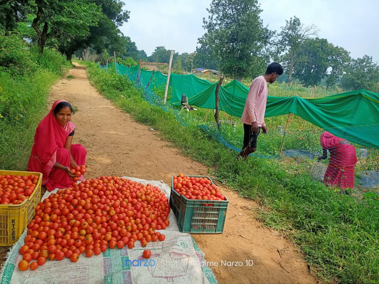 टमाटर की लालिमा ने सँवारा जीवन-मंगली दीदी ने