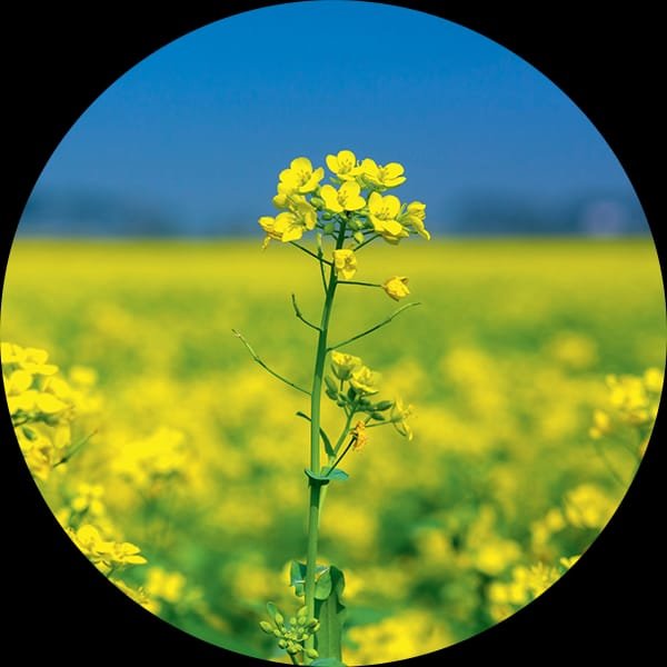 जिले में प्राईस सपोर्ट स्कीम द्वारा एमएसपी पर खरीदी होने से सरसों फसल का रकबा बढ़ाने की तैयारी