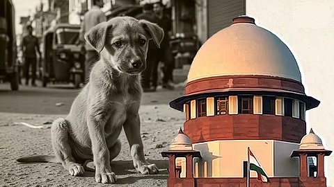 ‘देश की छवि खराब हो रही’, सुप्रीम कोर्ट ने आवारा कुत्तों के मामले में राज्यों के मुख्य सचिवों को तलब किया