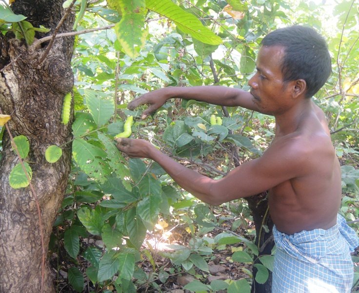 25 वर्षों में रेशम विभाग की योजनाओं ने बदली ग्रामीण अर्थव्यवस्था की तस्वीर’’