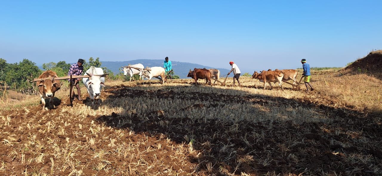 छत्तीसगढ़ रजत महोत्सव : 25 वर्षों की गौरवशाली कृषि यात्रा’