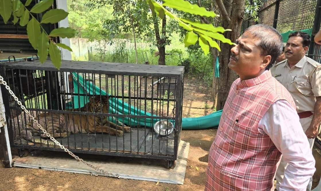 बाघिन ‘बिजली’ का होगा जामनगर में इलाज