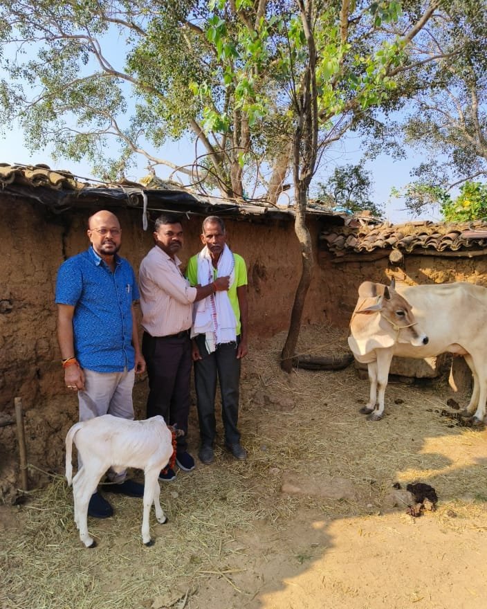 जशपुर जिले की ऐतिहासिक उपलब्धि , कृत्रिम गर्भाधान से जन्मी प्रथम पुंगनुर मादा वत्स, पशु नस्ल सुधार में नई दिशा