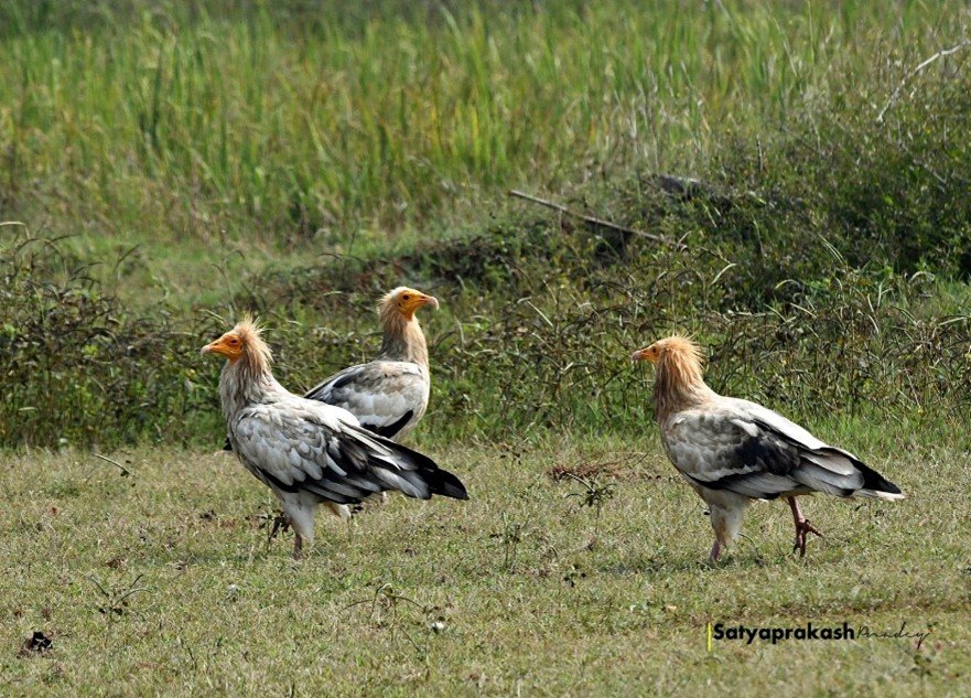 कोपरा जलाशय को मिलेगा रामसर स्थल का दर्जा