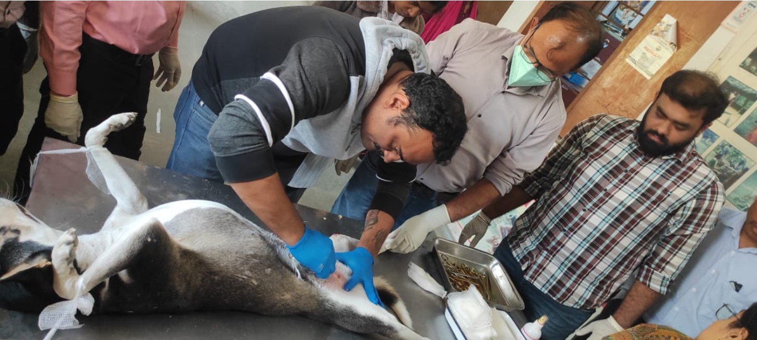 जेलगांव में एबीसी एवं एंटी-रेबीज टीकाकरण शिविर आज जिला पशु चिकित्सालय में एबीसी सेंटर के तहत पशु चिकित्सकों को हैंड्स-ऑन प्रशिक्षण