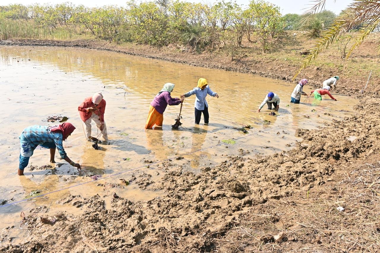 डांडेसरा में मखाना खेती का शुभारंभ – ग्रामीण आजीविका सुदृढ़ करने की दिशा में बड़ा कदम
