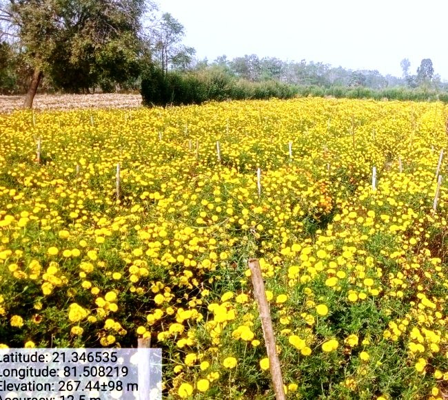 उद्यानिकी फसलों की पैदावारी से लाभान्वित हो रहे जिले के कृषक