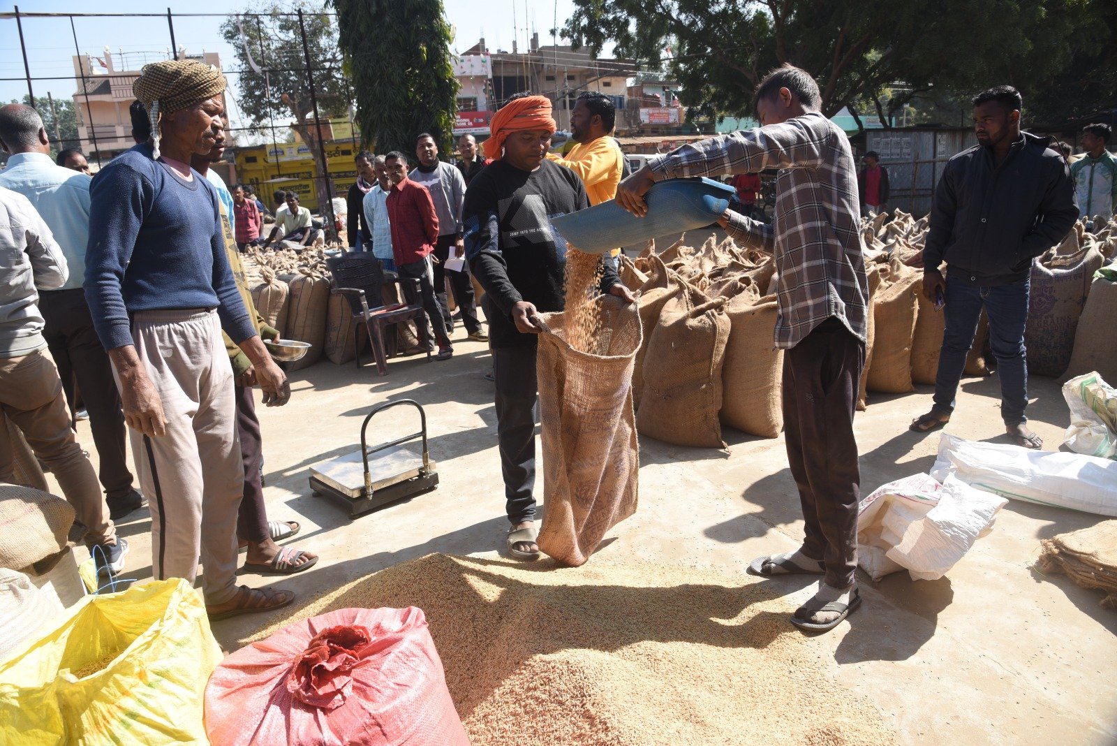 जिले में अब तक 6.68 लाख क्विंटल से अधिक धान उपार्जन, 59.6379 हेक्टेयर रकबा 1,667 किसानों ने किया समर्पित
