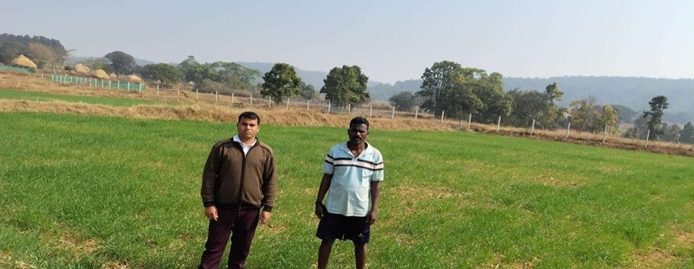 गेहूं की पैदावार कम लागत में ज्यादा मुनाफा