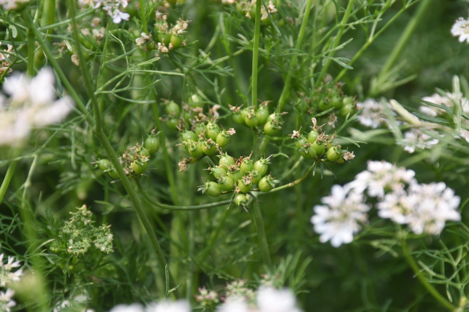 दौलतराम ने ग्रीष्मकालीन धान के बदले लगाई धनिया की फसल