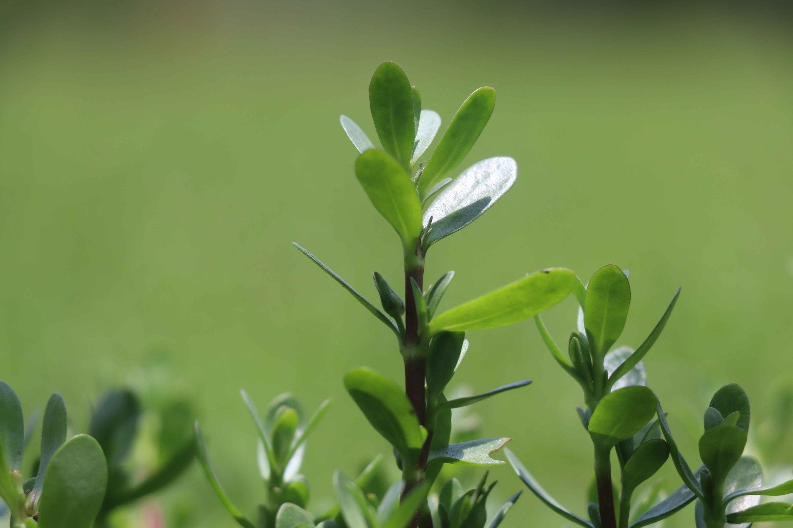 धान से ब्राम्ही तक : कम लागत में अधिक लाभ की ओर अग्रसर किसान