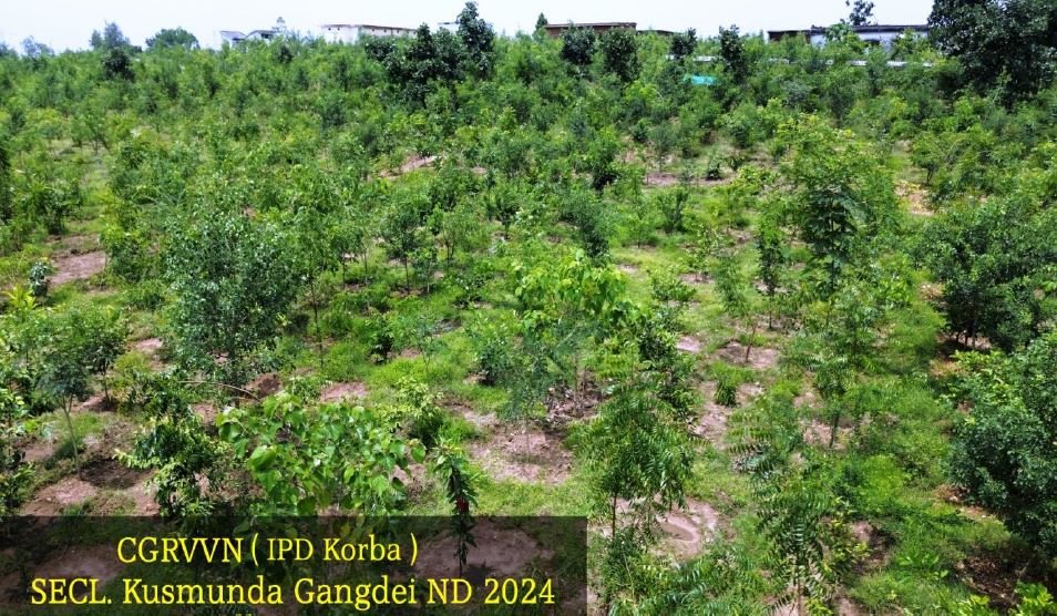 कुसमुंडा परिक्षेत्र में 20,000 पौधों का सफल रोपण