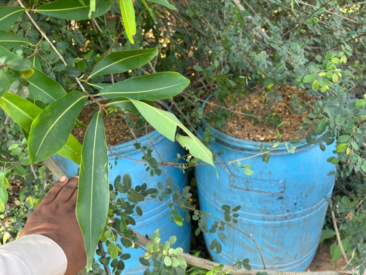 धमतरी में आबकारी विभाग की बड़ी कार्रवाई