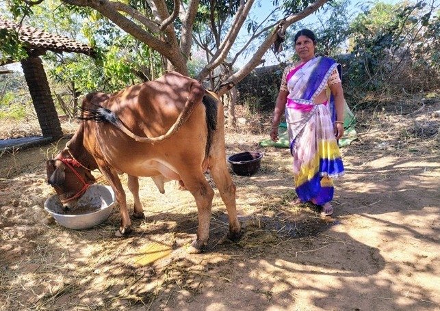 एनडीडीबी डेयरी समग्र विकास योजना का अनुसूचित जनजाति वर्ग के महिला हितग्राहियों को मिला लाभ सेन्द्रिमुण्डा के सरोजनी एक्का को एक साहीवाल नस्ल की गाय और एक साल का दिया गया निःशुल्क बीमा