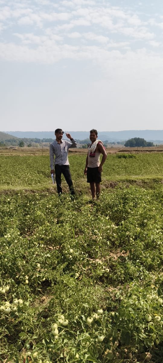 राष्ट्रीय बागवानी मिशन योजना का किसानों को मिल रहा लाभ उन्नत विधि अपना कर टमाटर की खेती से भी किसानों को हो रहा मुनाफा