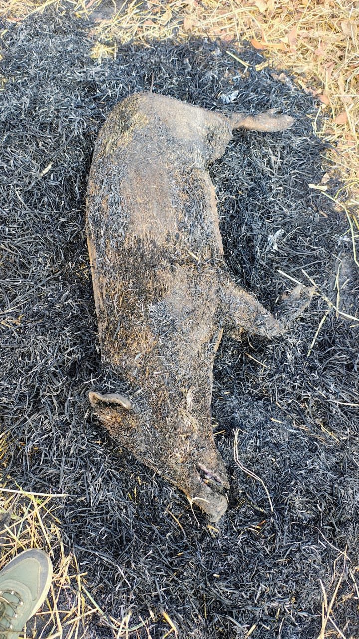 अवैध शिकार के खिलाफ वन विभाग की बड़ी कार्रवाई