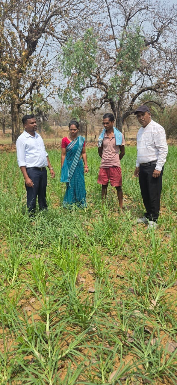 मिलेट्स की खेती से बढ़ रही किसानों की आय, दंतेवाड़ा में रागी उत्पादन की नई पहल