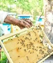 कृषि विज्ञान केंद्र धमतरी में मधुमक्खी पालन पर 6 दिवसीय प्रशिक्षण 16 से