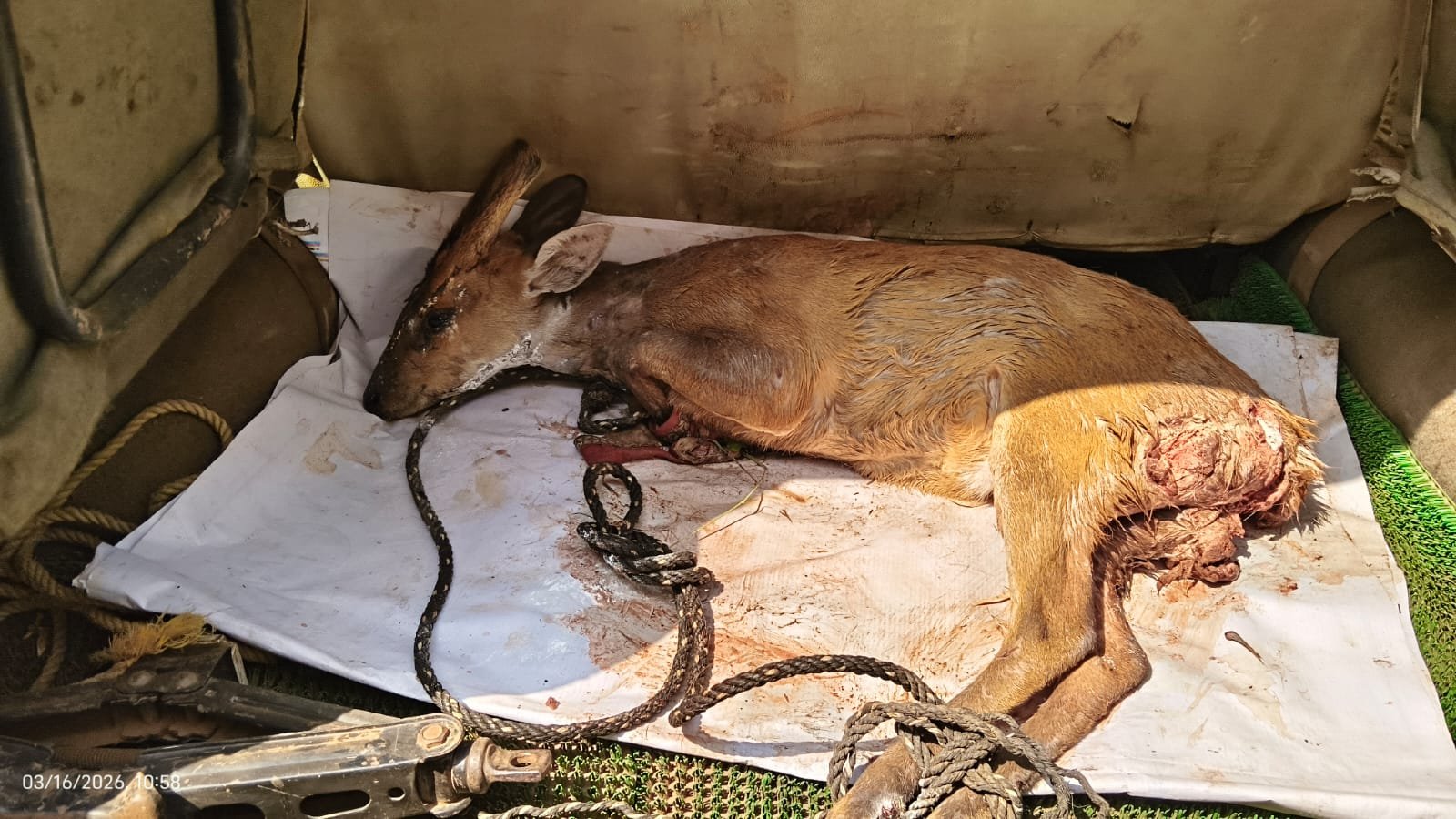 प्यास से तड़पता हिरण बस्ती में भटका, आवारा कुत्तों के हमले से हुआ लहूलुहान