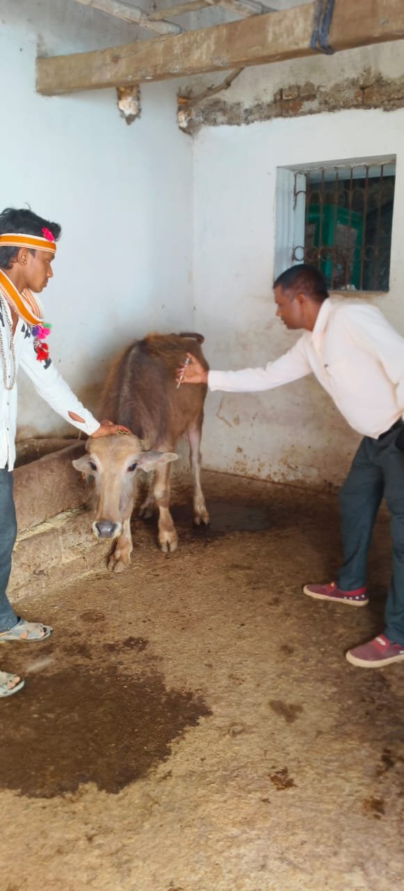 धमतरी जिले में ‘एफएमडी मुक्त भारत’ टीकाकरण अभियान प्रारंभ, 30 अप्रैल तक चलेगा विशेष अभियान