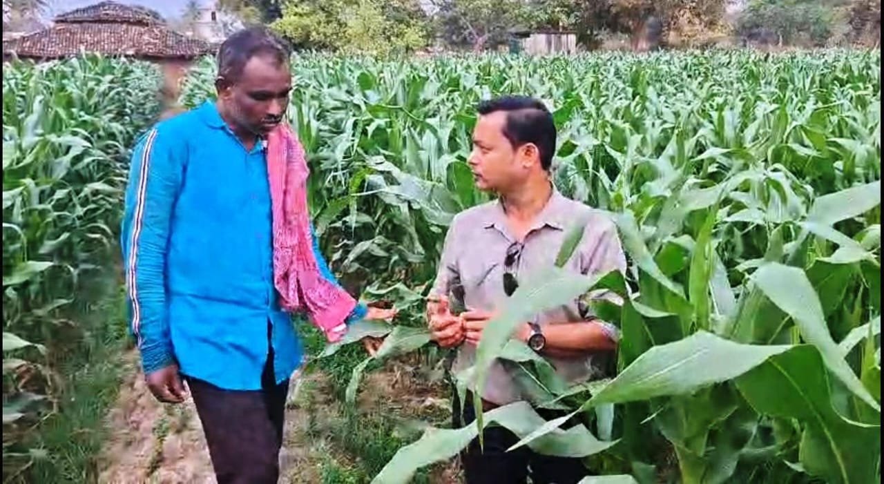 धान से मक्का की ओर बढ़ते कदम  फसलचक्र परिवर्तन से धमतरी के किसानों की बढ़ी आय, जल संरक्षण को मिली नई दिशा