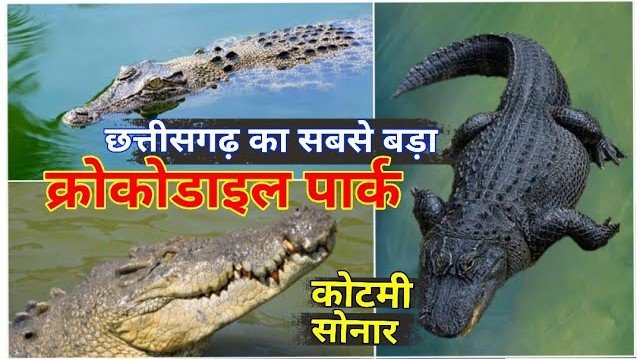 मगरमच्छ संरक्षण से बदली कोटमीसोनार की तस्वीर
