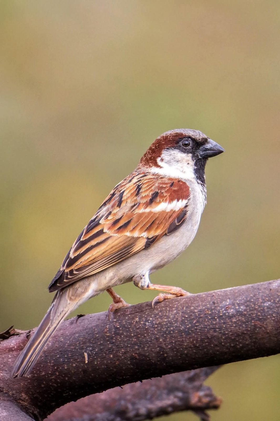 विश्व गौरैया दिवस पर वेबीनार आयोजित, संरक्षण के लिए जागरूकता पर जोर